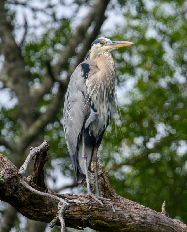 Great Blue Heron