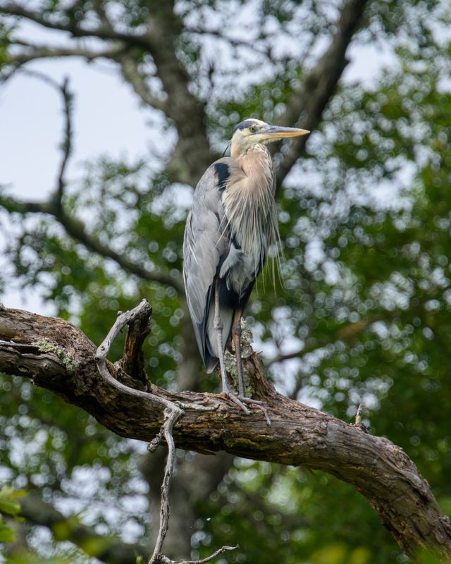 Great Blue Heron