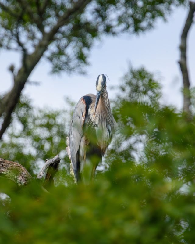 Great Blue Heron