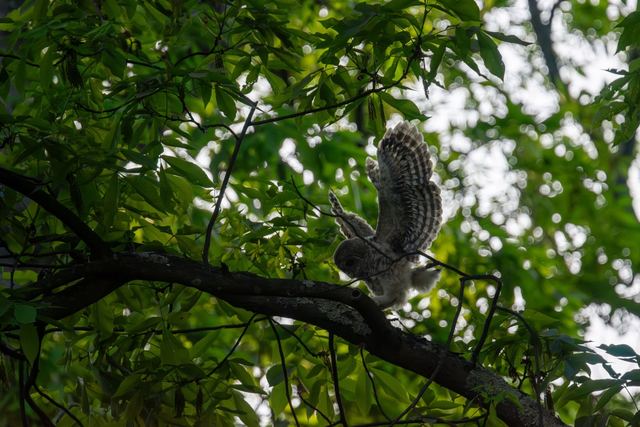 Barred Owl