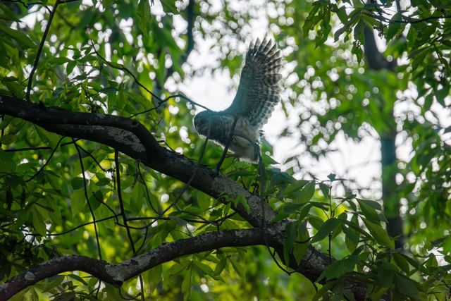 Barred Owl
