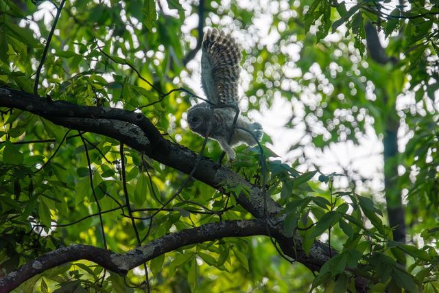 Barred Owl