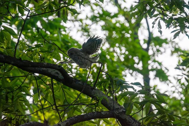 Barred Owl