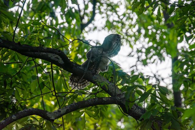 Barred Owl