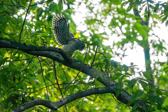 Barred Owl