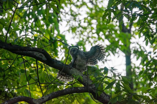 Barred Owl