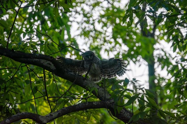 Barred Owl