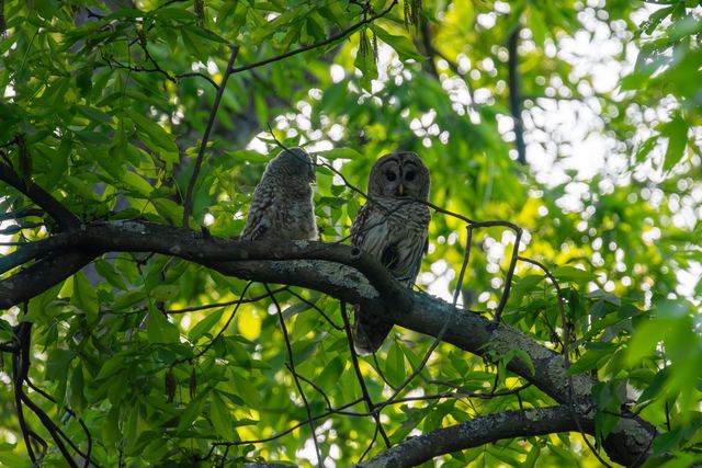 Barred Owl