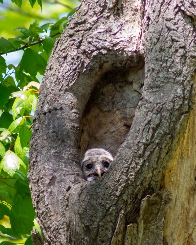 Barred Owl