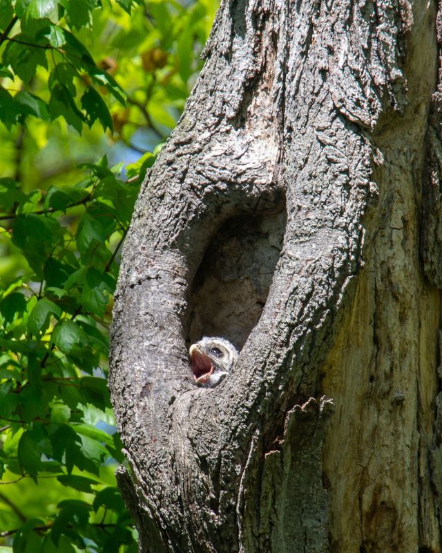 Barred Owl