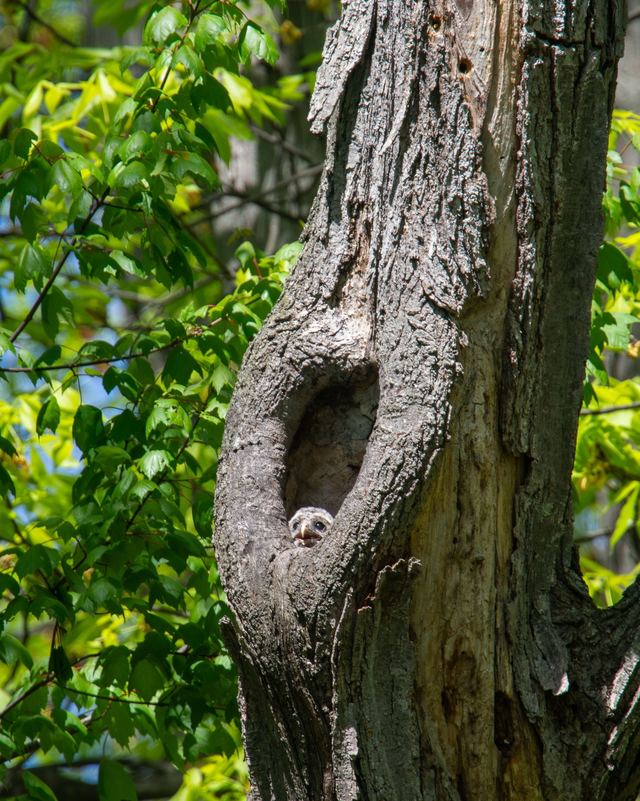 Barred Owl