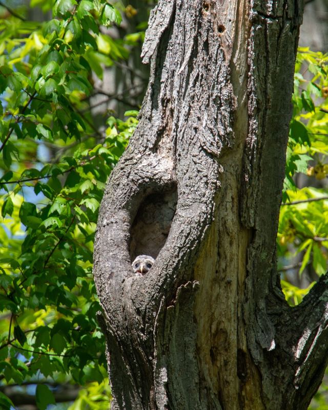 Barred Owl