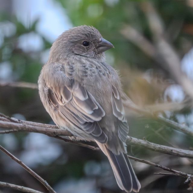 House Finch