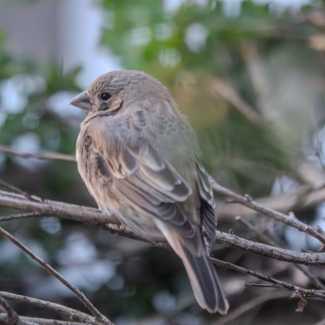 House Finch