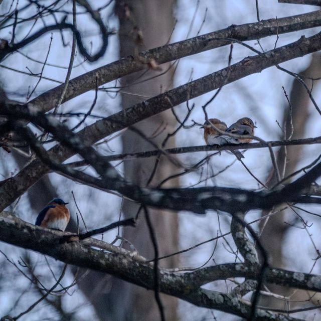 Eastern Bluebird