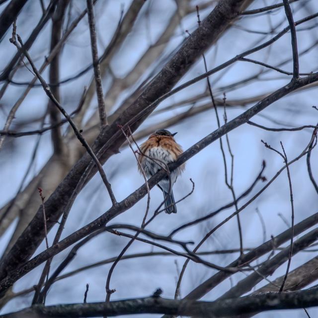 Eastern Bluebird