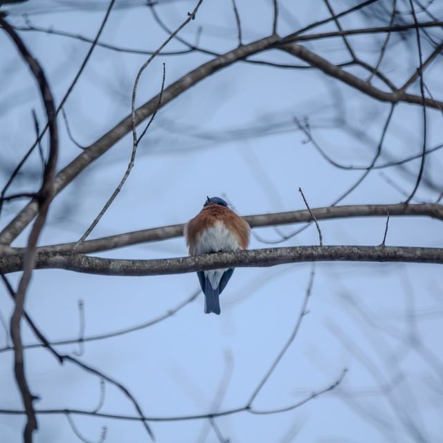 Eastern Bluebird