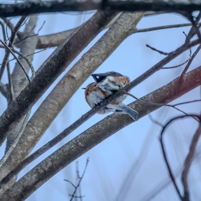 Eastern Bluebird