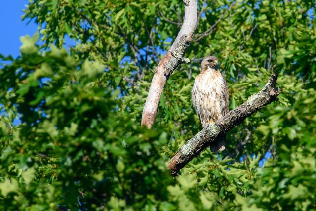 Red-tailed Hawk