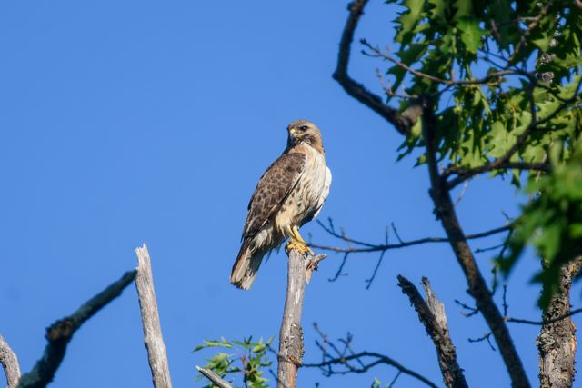Red-tailed Hawk
