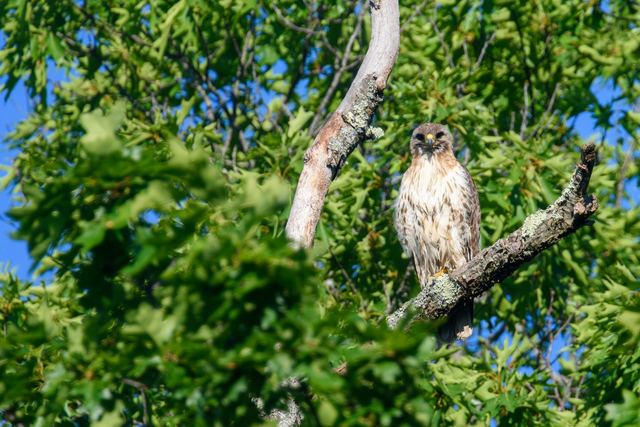 Red-tailed Hawk