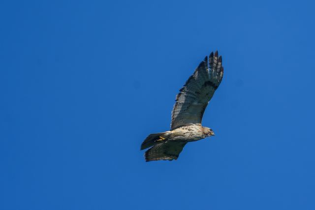 Red-tailed Hawk