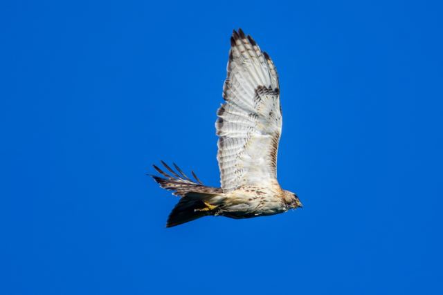 Red-tailed Hawk