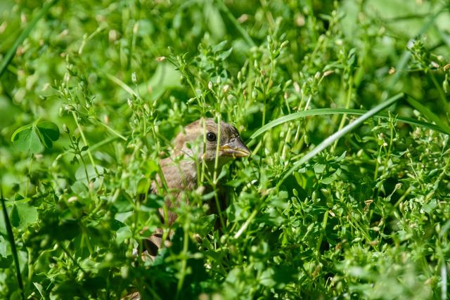 House Sparrow