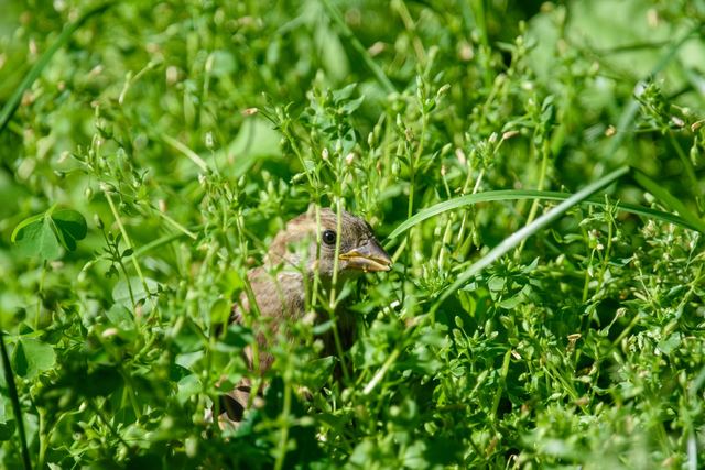 House Sparrow