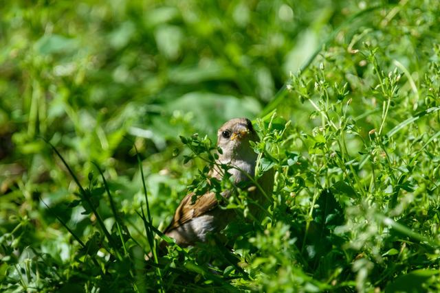 House Sparrow