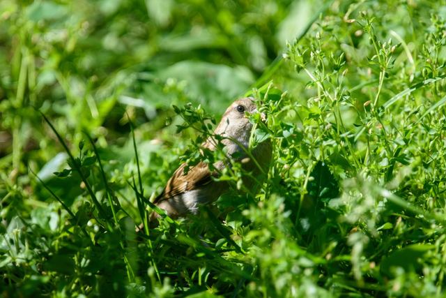 Northern Flicker