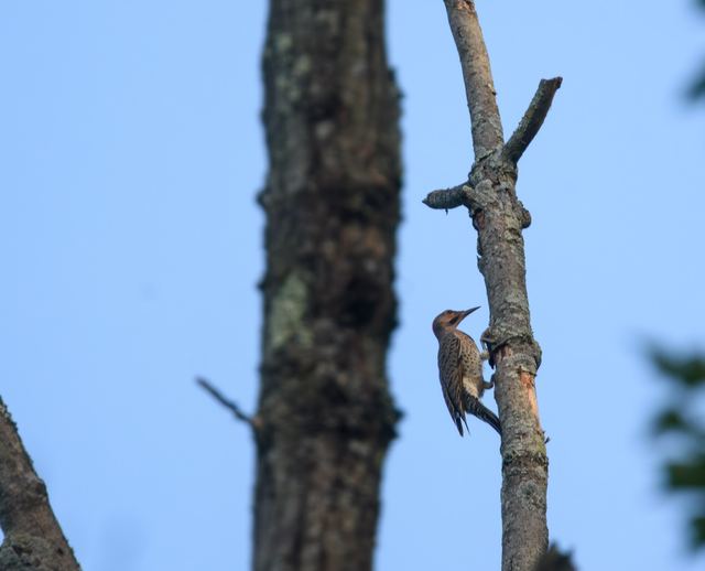 Northern Flicker