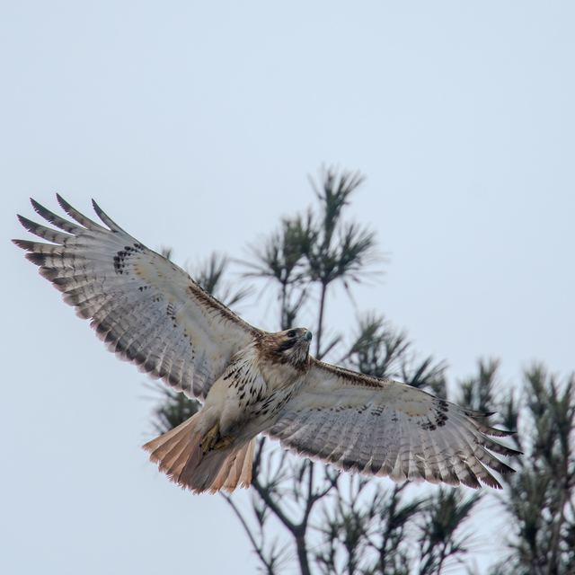 Red-tailed Hawk