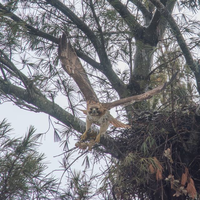 Red-tailed Hawk