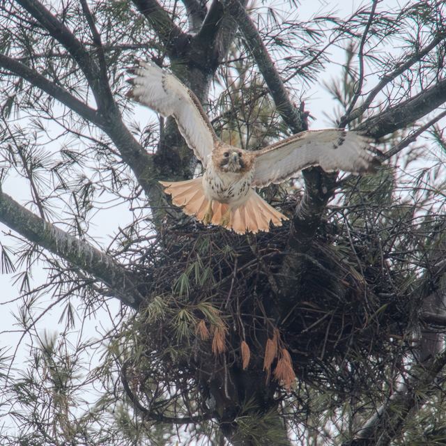 Red-tailed Hawk