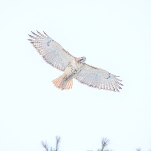 Red-tailed Hawk