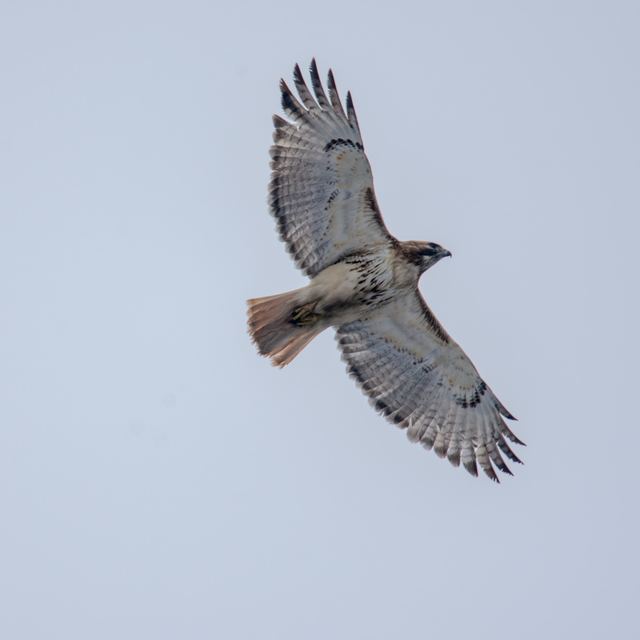 Red-tailed Hawk