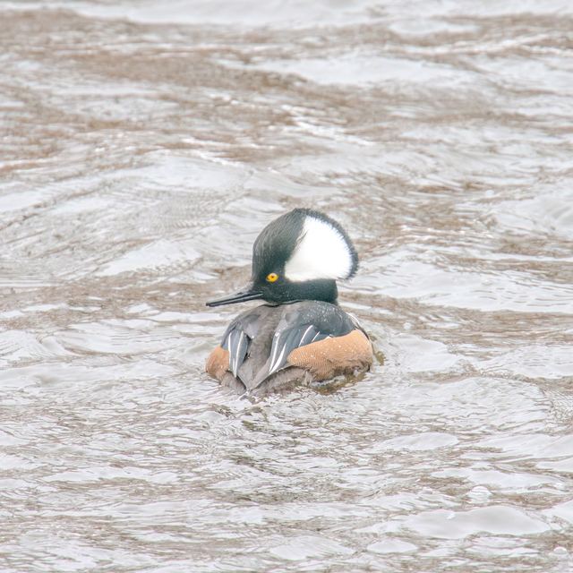 Hooded Merganser