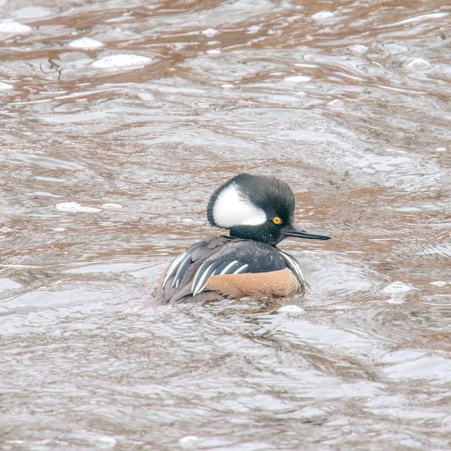 Hooded Merganser