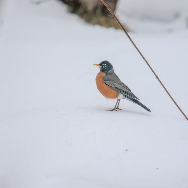 American Robin