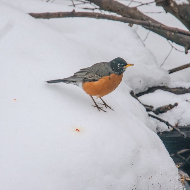American Robin