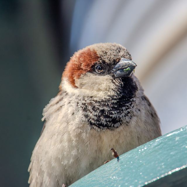 House Sparrow