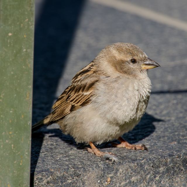 House Sparrow