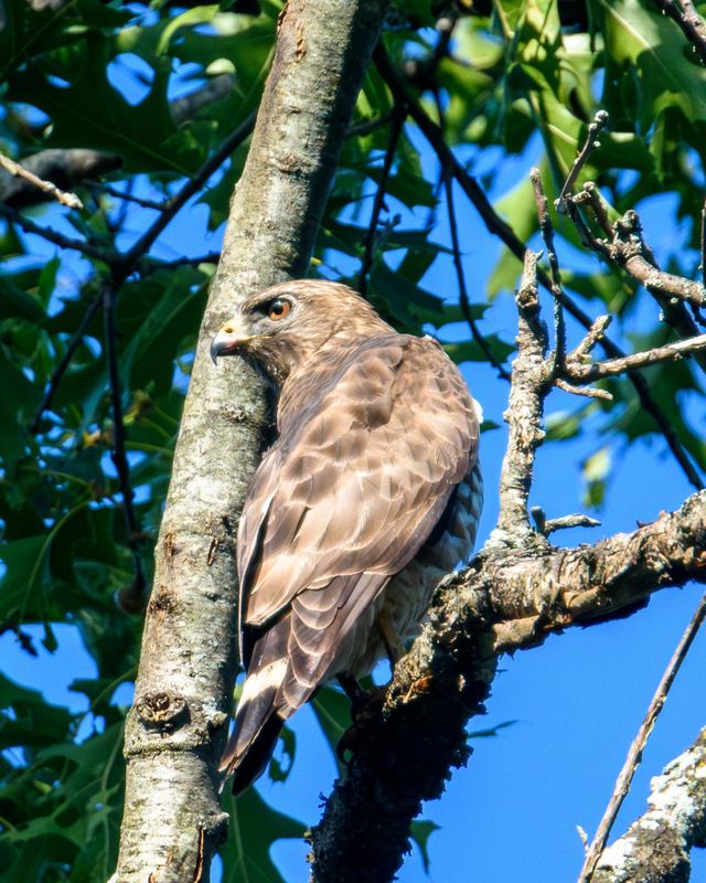 Broad-winged Hawk