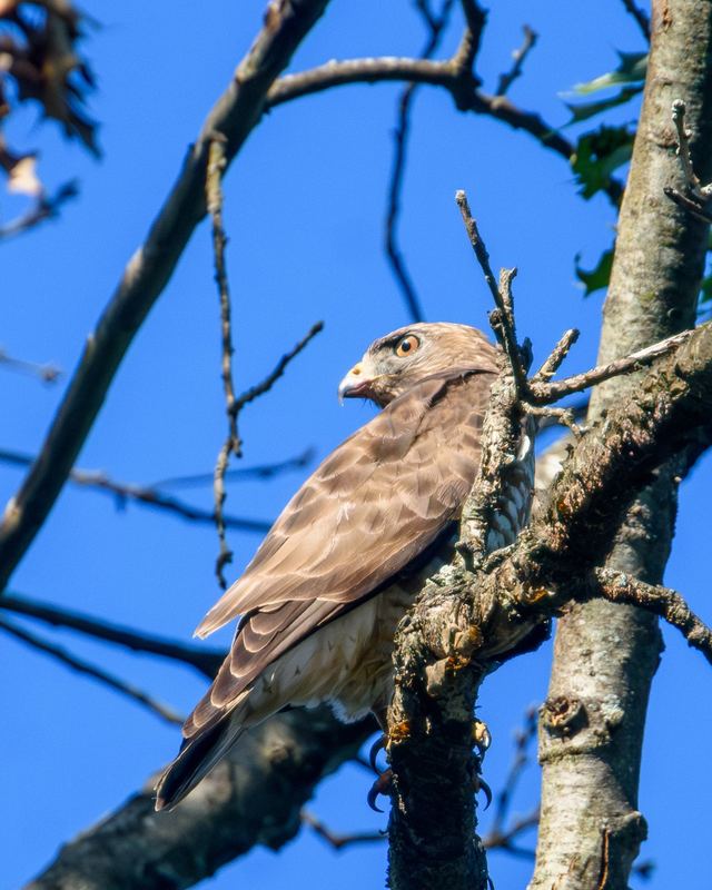 Broad-winged Hawk