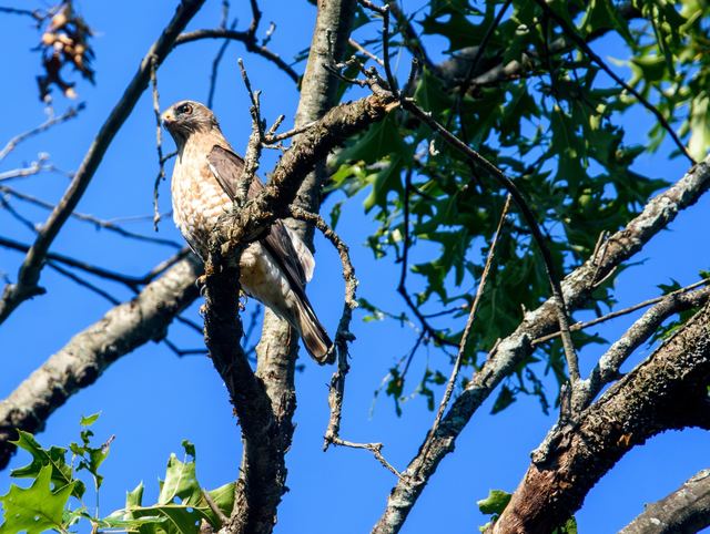 Broad-winged Hawk