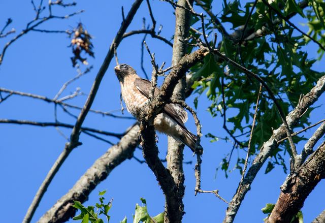 Broad-winged Hawk