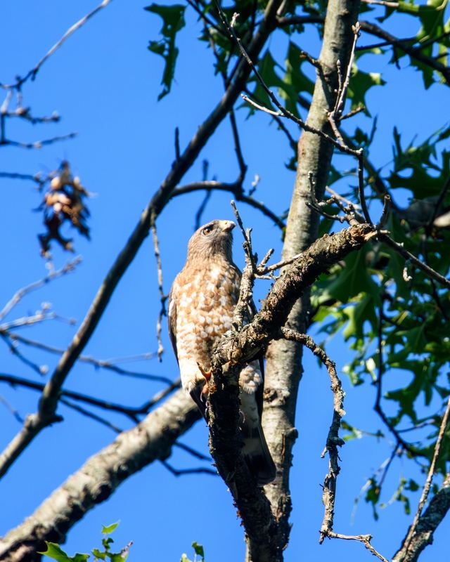 Broad-winged Hawk