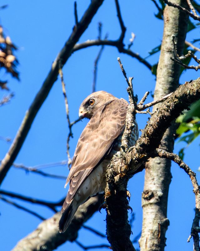 Broad-winged Hawk