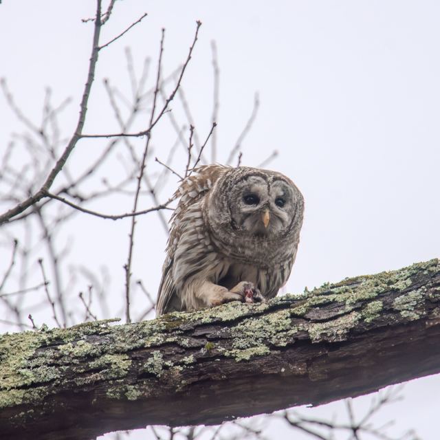 Barred Owl